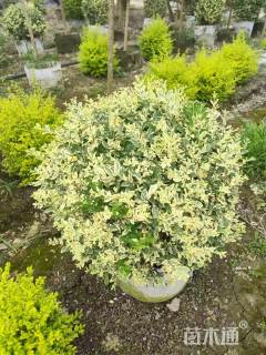 高度140厘米金姬小蜡球