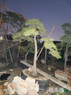 18公分造型景观松