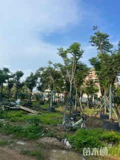 12公分黄山栾树