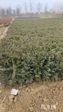 高度50厘米小叶女贞