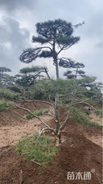 高度300厘米白皮松