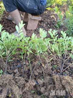 高度30厘米春鹃