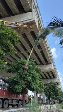 裸干高100厘米假槟榔