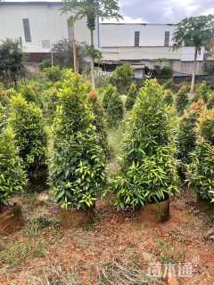 高度60厘米红车