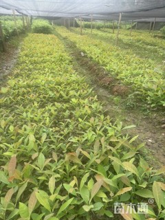 高度30厘米厚朴小苗