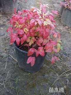 高度20厘米火焰南天竹