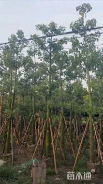 30公分美丽异木棉