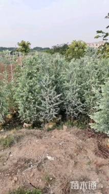 高度250厘米银叶金合欢