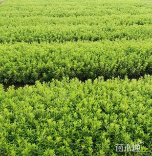 高度50厘米春娟小苗