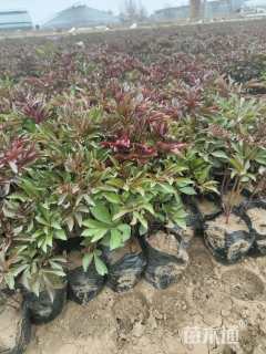 高度25厘米芍药