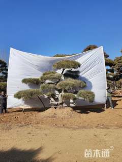 13公分造型黑松