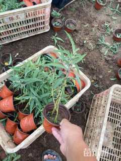 高度43厘米墨西哥鼠尾草