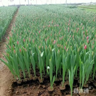 高度18厘米郁金香