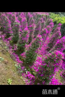 高度150厘米三角梅