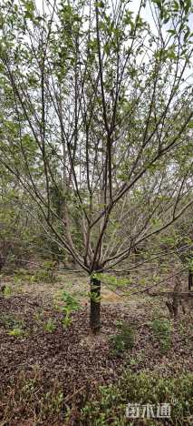 18公分染井吉野樱