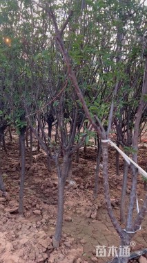 高度250厘米李子树