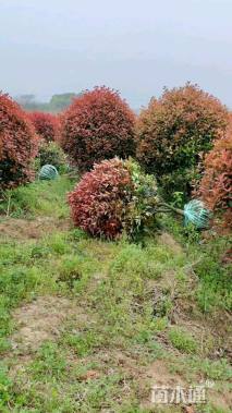 冠幅170厘米红叶石楠球