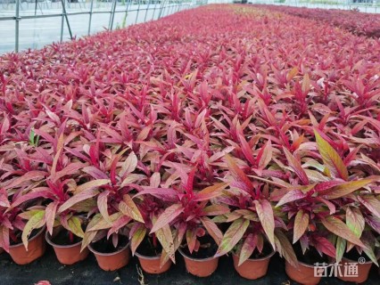 高度15厘米鸡冠花