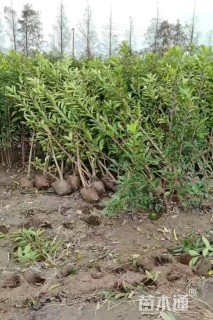 高度100厘米法国冬青