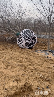 18公分染井吉野樱