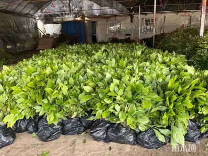 高度20厘米大叶黄杨