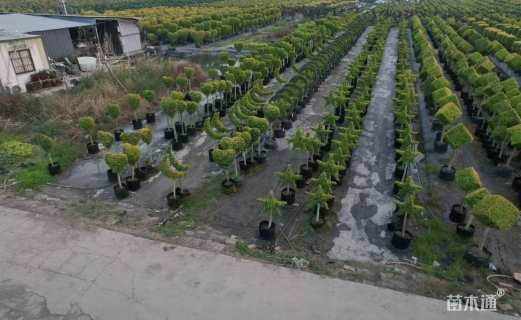 4公分造型亮晶女贞