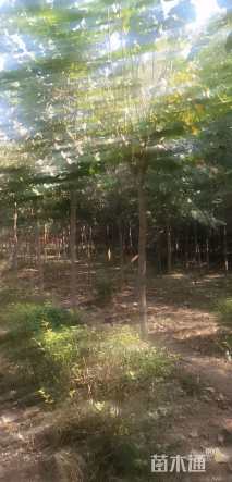 高度400厘米紫荆
