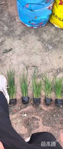 高度50厘米白茅