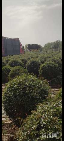 高度80厘米月季