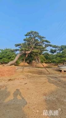 40公分造型景观松