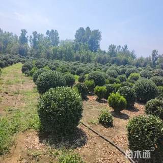 冠幅200厘米大叶黄杨球