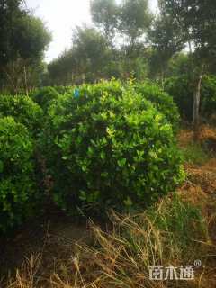 冠幅140厘米金森女贞球