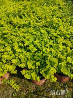 高度9厘米过路黄