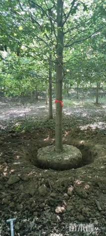 4公分北美红栎