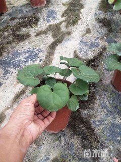 高度15厘米大吴风草