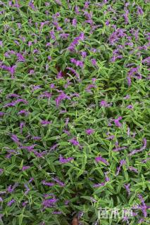 高度30厘米墨西哥鼠尾草