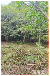 高度450厘米丛生桂花