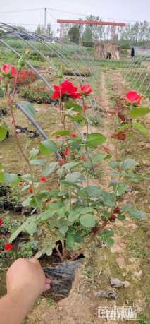 高度45厘米月季