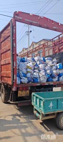 高度20厘米五星花