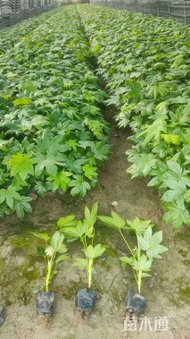 高度15厘米八角金盘