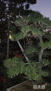 高度230厘米庭院松