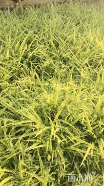 高度30厘米金边吊兰