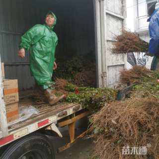 高度50厘米枫香小苗