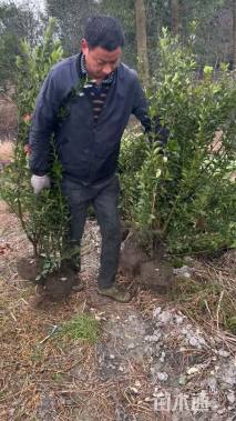 高度180厘米大叶黄杨柱