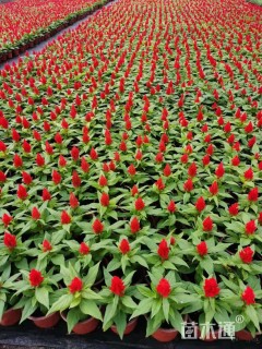 高度10厘米鸡冠花