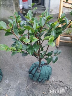 高度35厘米茶梅