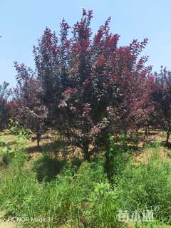 10公分紫叶李