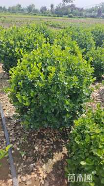 冠幅120厘米大叶黄杨球