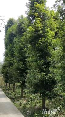 30公分金丝楠木