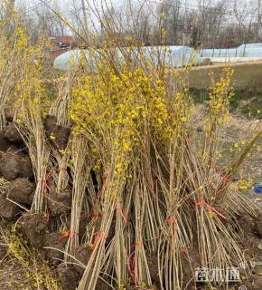 高度40厘米连翘